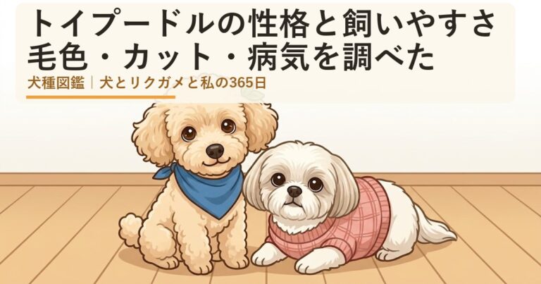 トイプードル