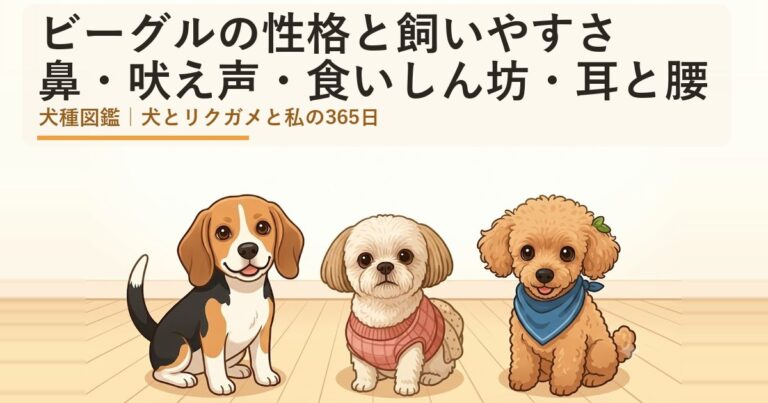 ビーグル