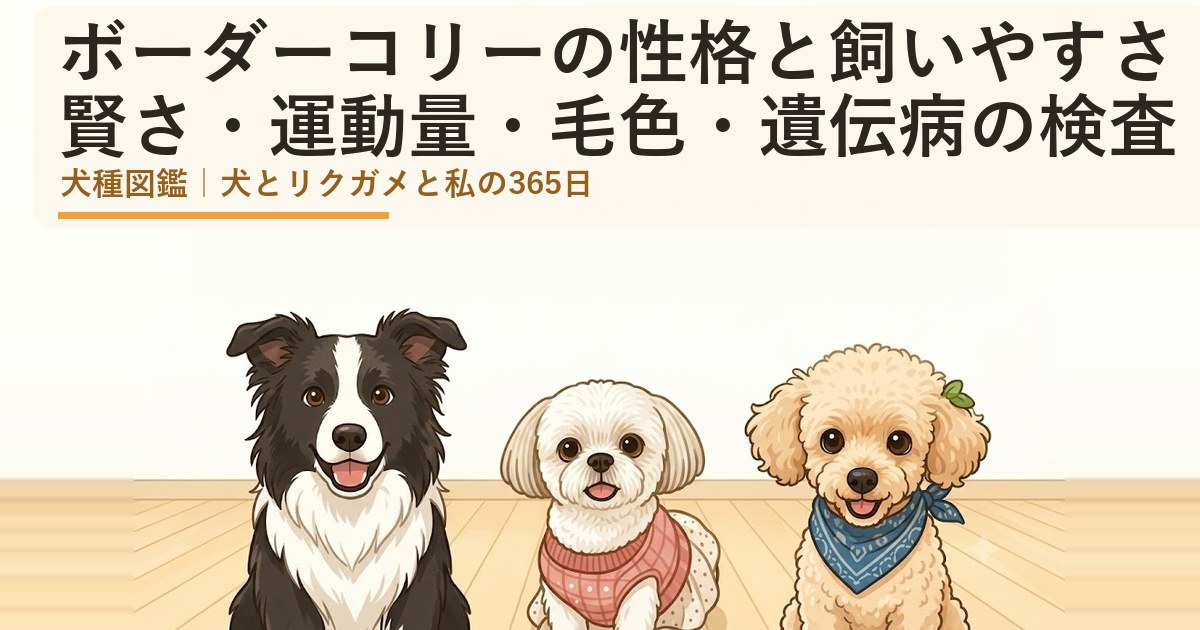 ボーダー・コリーとシーズーのあんず、トイプードルのレオが並んで座っているイラスト