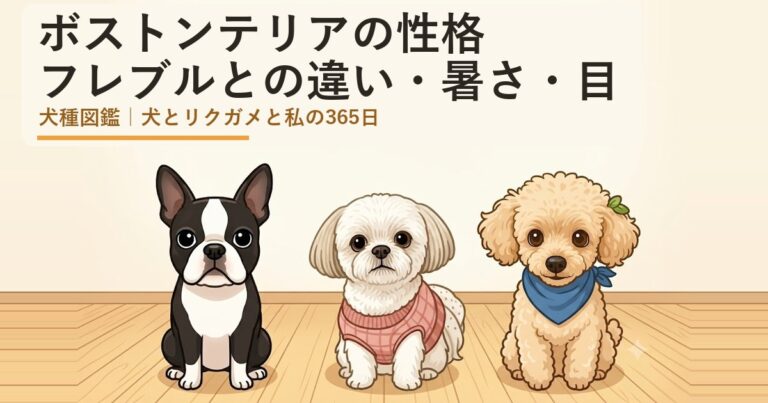 ボストンテリア
