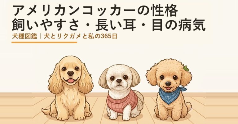 アメリカンコッカースパニエル