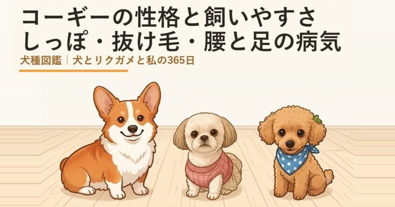コーギー