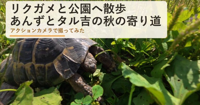 リクガメと公園へ散歩