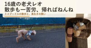 16歳の老犬レオの散歩|一歩ずつゆっくり、帰ればおむつでねんね