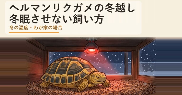 ヘルマンリクガメの冬越し