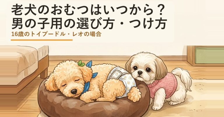 老犬のおむつはいつから？