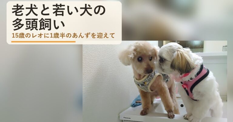 老犬と若い犬の多頭飼い