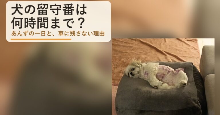 犬の留守番は何時間まで？