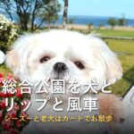 霞ヶ浦総合公園のチューリップと風車を犬と|マラソン応援の日にカートでお散歩