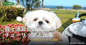 霞ヶ浦総合公園のチューリップと風車を犬と|マラソン応援の日にカートでお散歩