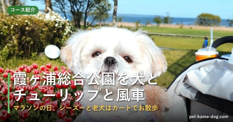 霞ヶ浦総合公園のチューリップと風車を犬と