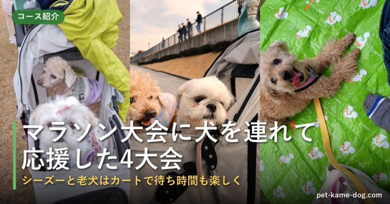 マラソン大会に犬を連れて応援