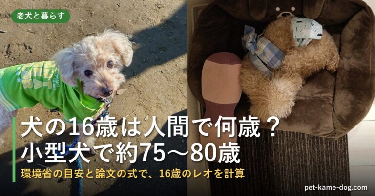 犬の16歳は人間で何歳？小型犬は約75〜80歳