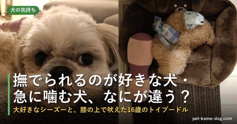 犬が撫でられるのを嫌がる・急に噛むのはなぜ？
