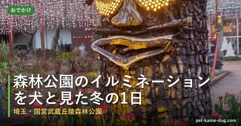 森林公園のイルミネーションを犬と