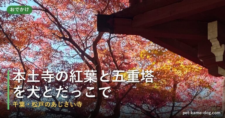本土寺の紅葉と五重塔を犬と