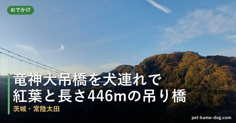 竜神大吊橋を犬連れで