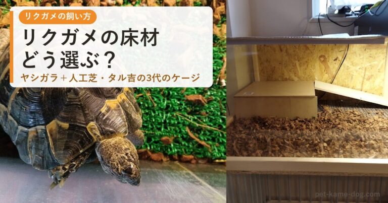 リクガメの床材の選び方
