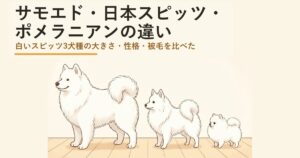 サモエドと日本スピッツとポメラニアンの違いは?大きさ・性格・被毛を比べた
