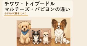 チワワとトイプードルとマルチーズとパピヨンの違いは?大きさ・毛・寿命を比べた
