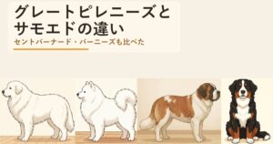 グレートピレニーズとサモエドの違いは?セントバーナード・バーニーズも比較