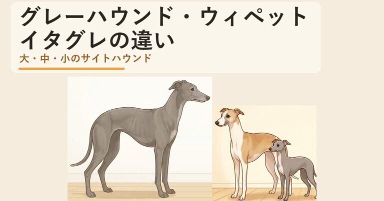 グレーハウンド