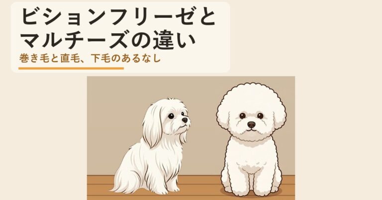 ビションフリーゼ