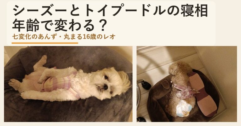 犬の寝相は年齢で変わる？