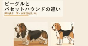ビーグルとバセットハウンドの違いは？脚の長さ・性格・散歩を比べた