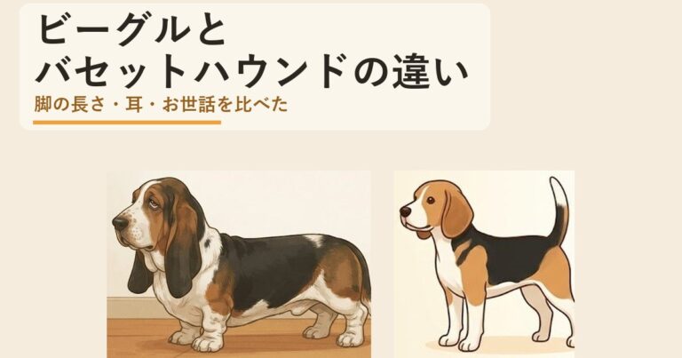 ビーグル
