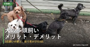 犬の多頭飼いのメリット・デメリット|13歳差の2匹と街で見かけた5匹