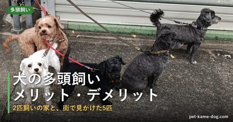 犬の多頭飼いのメリット・デメリット