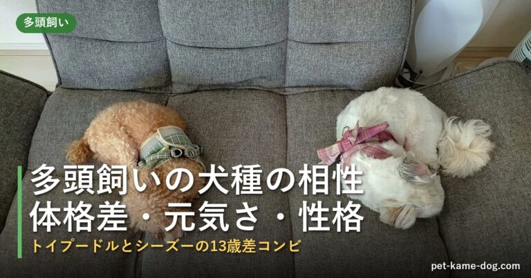 多頭飼いの犬種の相性は？
