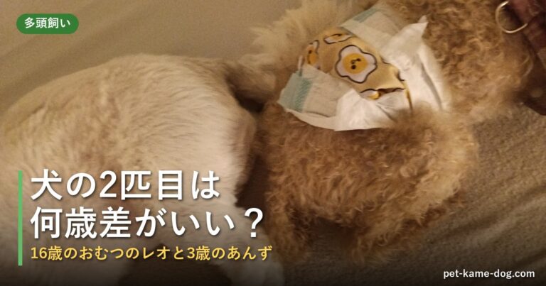 犬の2匹目は何歳差がいい？