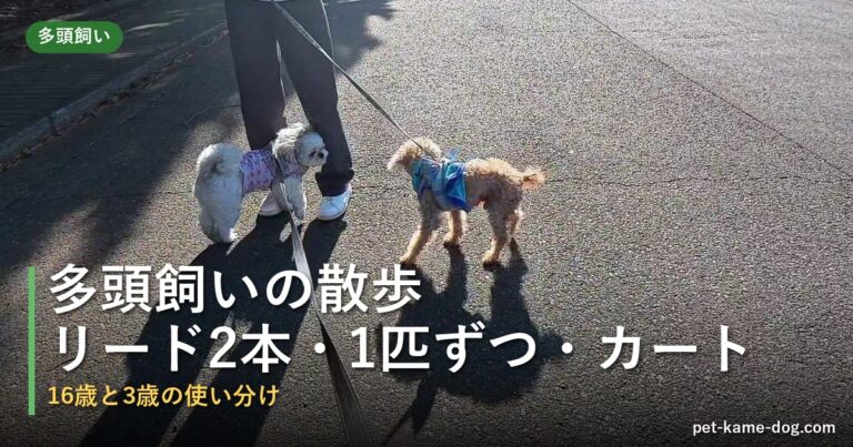 多頭飼いの散歩はどうする？