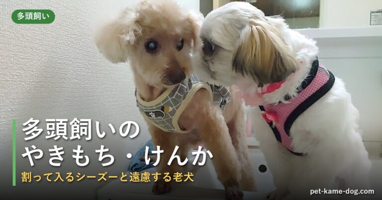 多頭飼いの犬のやきもち・けんかはどうする？