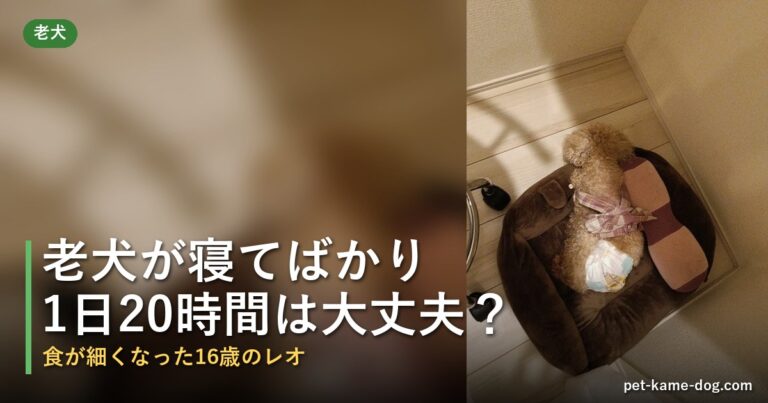 老犬が寝てばかりで食べない・痩せてきた
