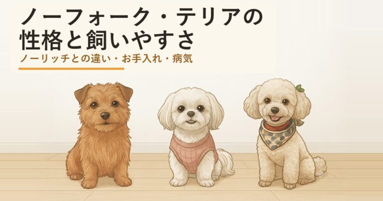 ノーフォークテリア