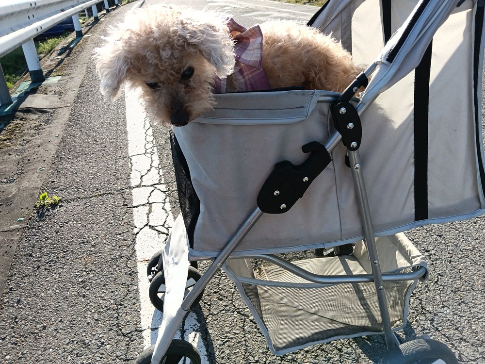 朝の道をカートでお散歩するトイプードルのレオ - 群馬の犬連れ旅行