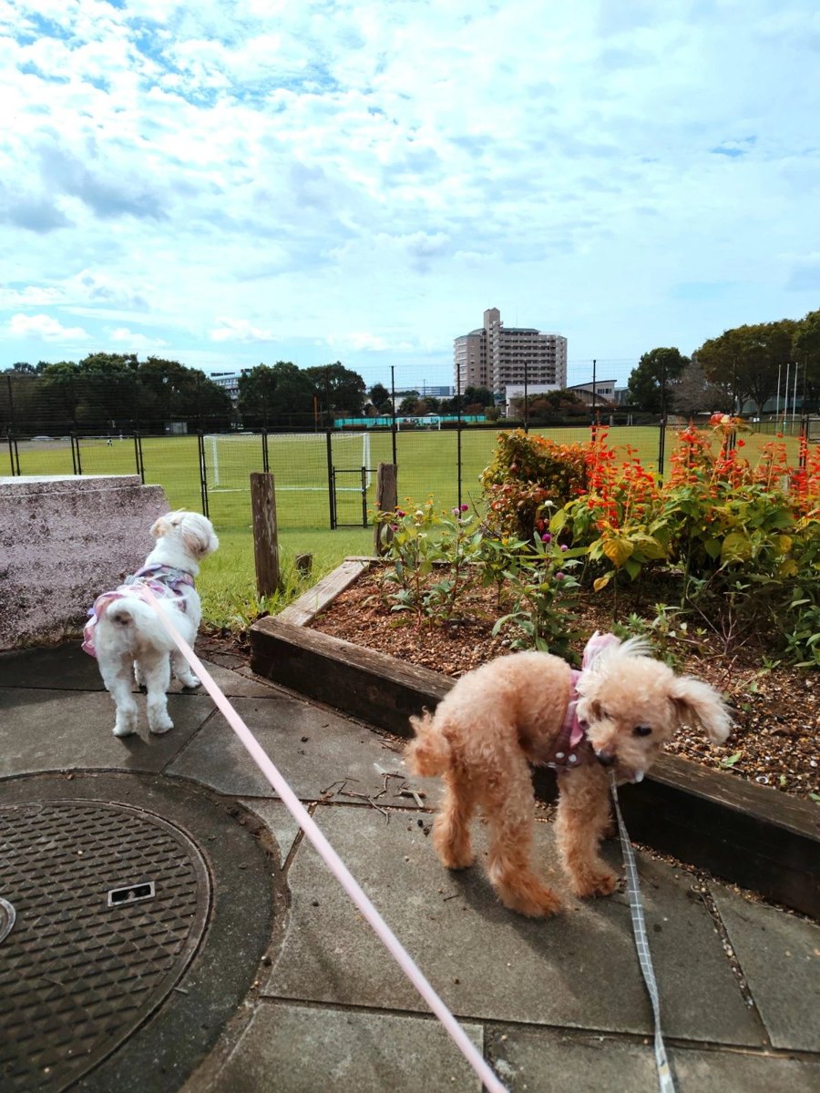 花島公園の球技場の前の花壇でふり返るトイプードルのレオと遠くを見るシーズーのあんず - 犬連れ散歩