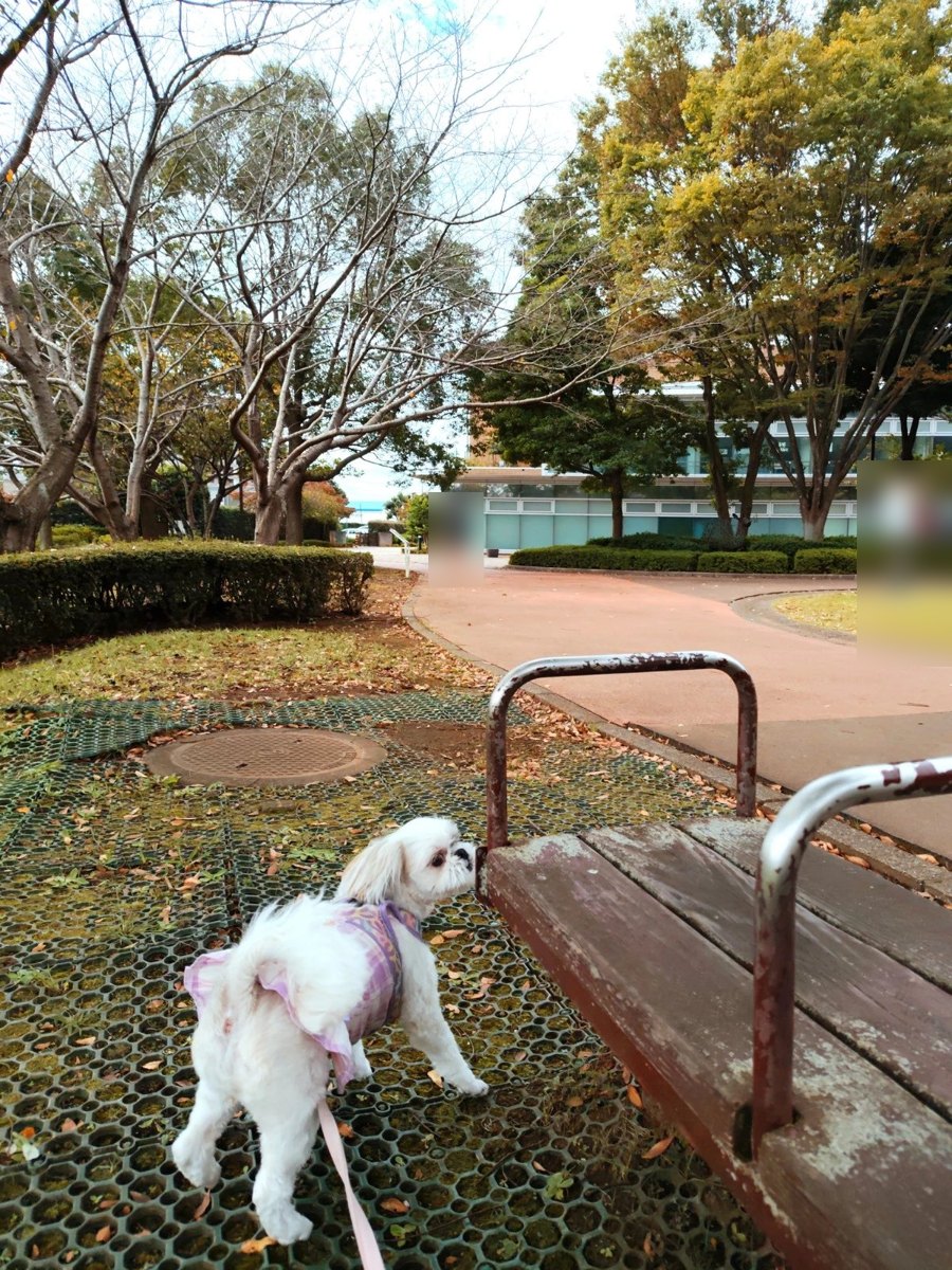 花島公園の落ち葉が散る遊歩道わきでベンチのにおいをかぐシーズーのあんず - 犬連れ散歩