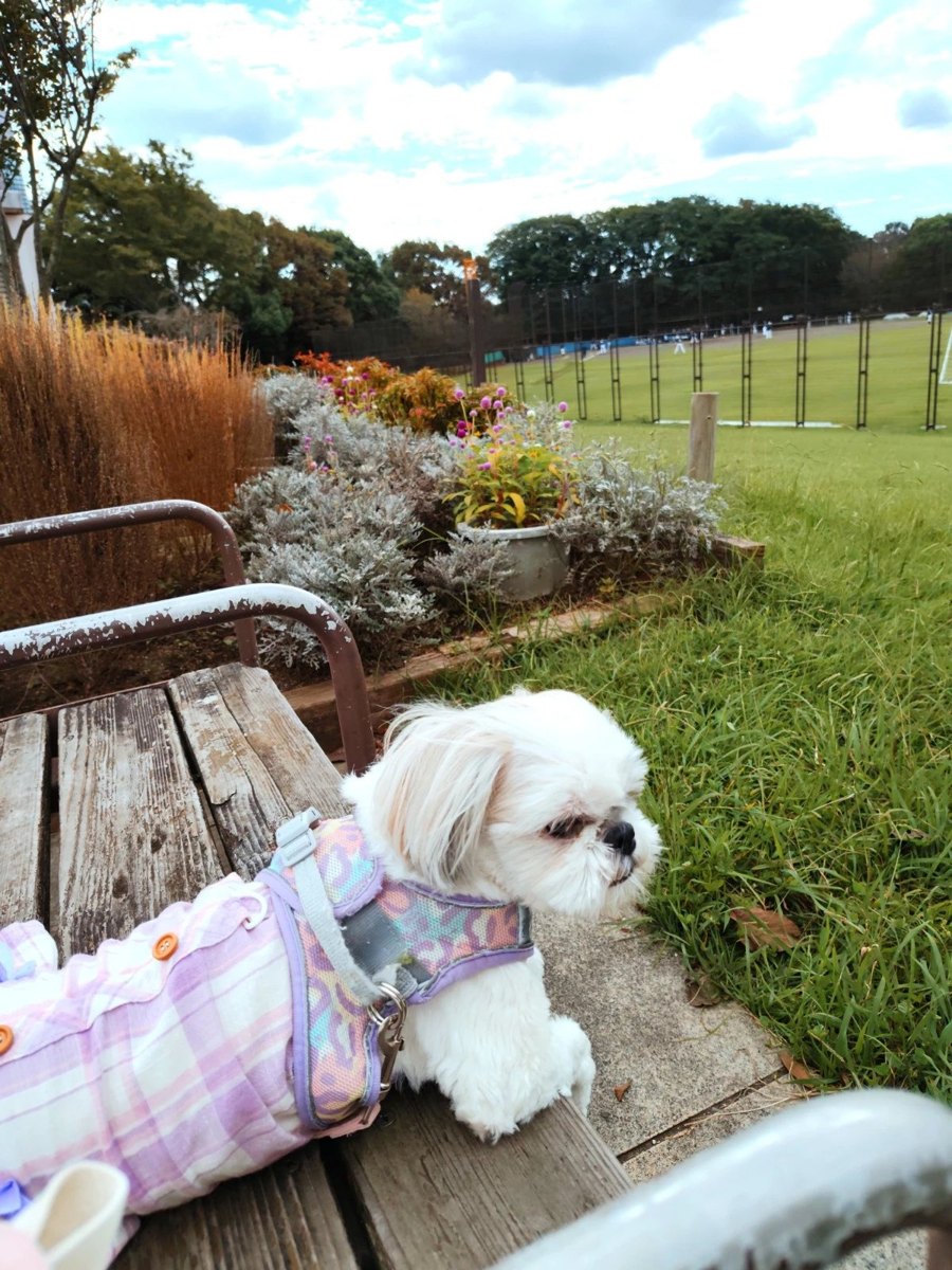 花島公園のベンチに乗って芝生と球技場を見つめるシーズーのあんず - 犬連れ散歩