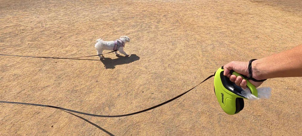 公園の土の広場でハーネスを着けて歩くシーズーのあんずと、黄緑色の5m伸縮リードの持ち手