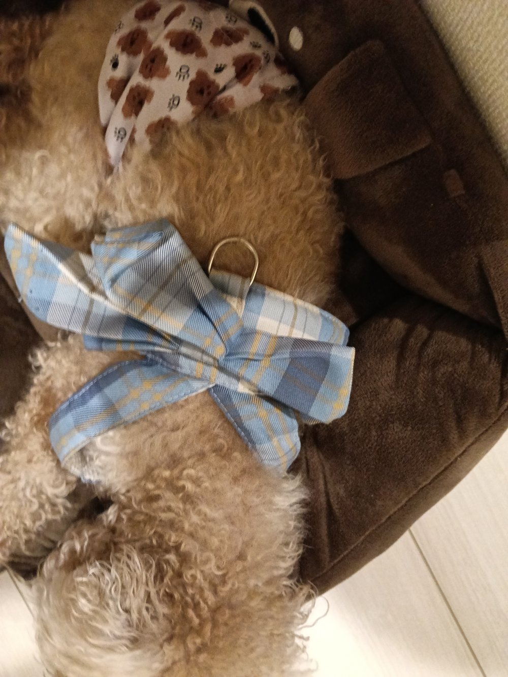 青いチェックのやわらかい布のハーネスを着けて寝床で眠るトイプードルのレオ