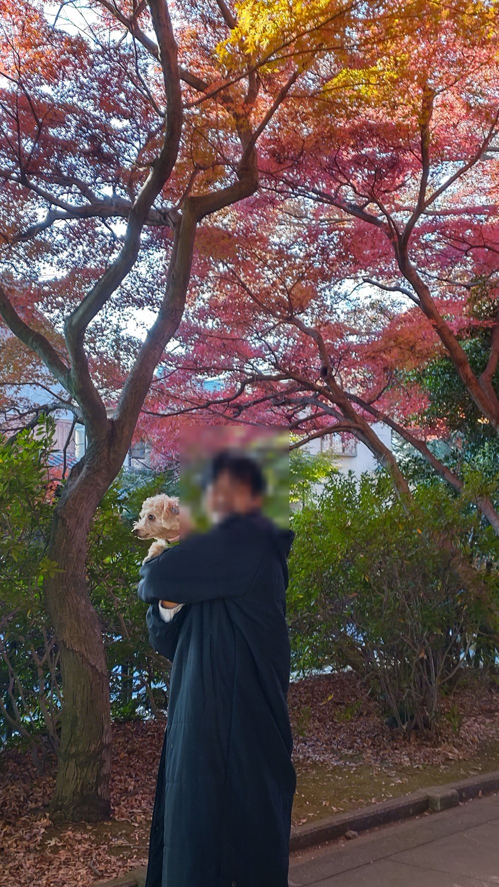 もみじの木の下でだっこされているトイプードル