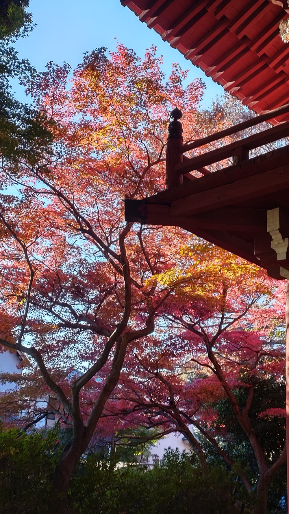 本土寺のお堂の屋根と真っ赤なもみじ
