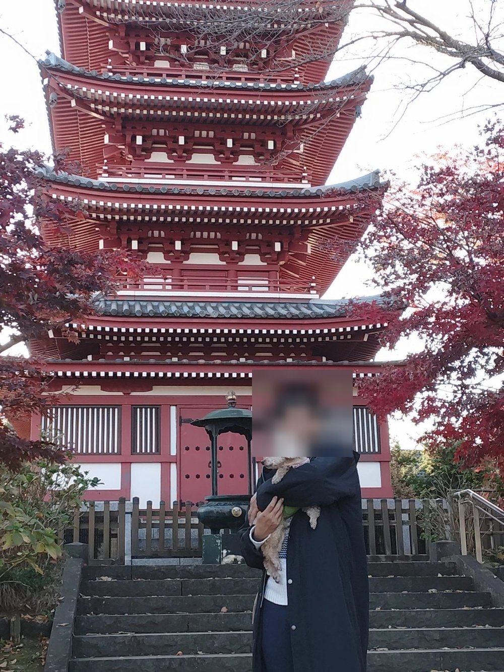 本土寺の五重塔の前でトイプードルをだっこする家族