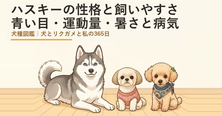 シベリアンハスキー