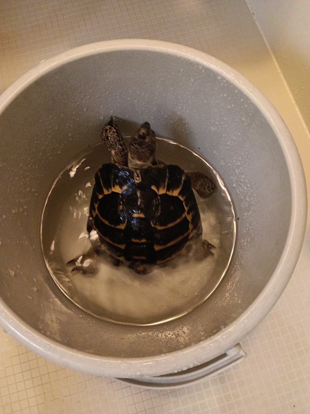 白いバケツのぬるま湯につかるヘルマンリクガメのタル吉 - リクガメのお風呂(温浴)