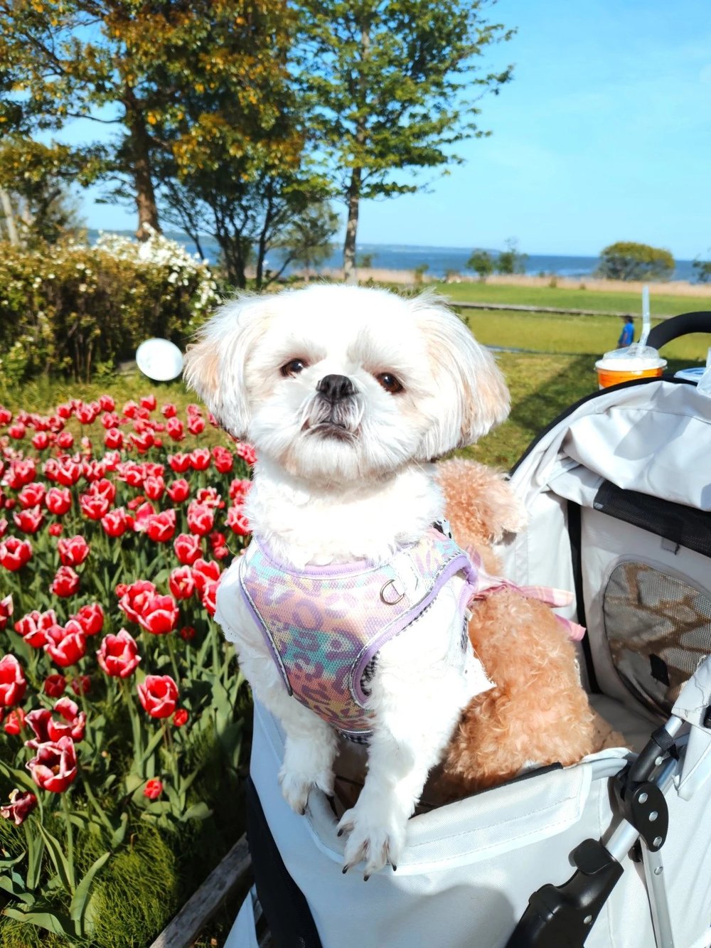 霞ヶ浦総合公園の赤いチューリップの花壇の前で、カートから顔を出すシーズーのあんず